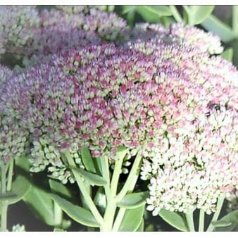 Sankthansurt 'Seduction Green-Pink' 1 liter potte