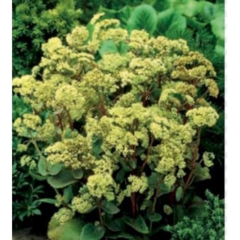 Sankthansurt 'Seduction Green-Yellow' 1 liter potte