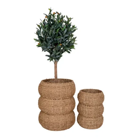 Sarbas kurve til planter | Søgræs - Stor