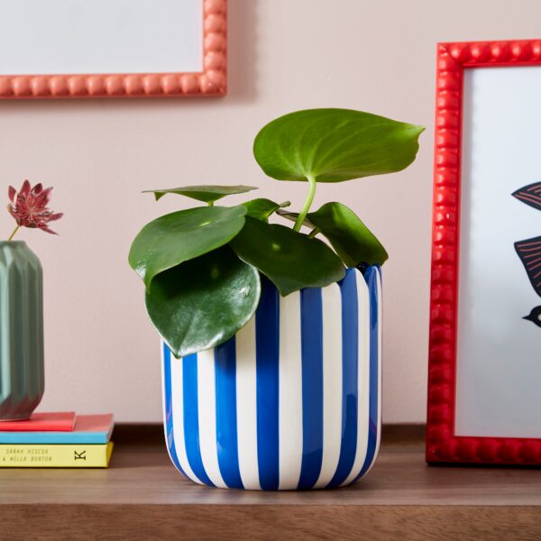 Scalloped Blue Plant Pot Blue