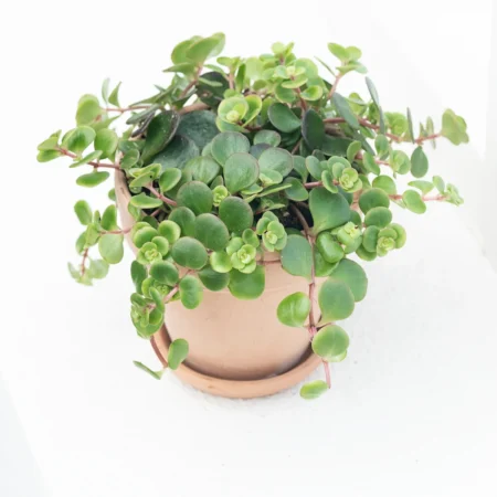 Seje stueplanter, Sedum makinoi, Ø10,5 cm potte