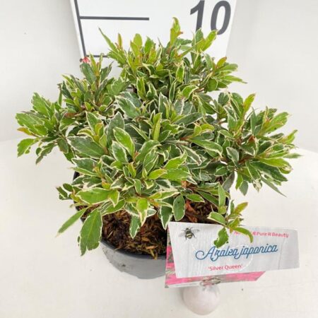 'Silver Queen' - Potte 2,0 liter