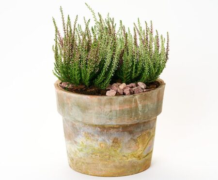 Skønne lyng i krukke - Send blomster med Bloomit