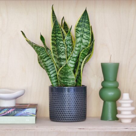 Snake House Plant in Capri Pot Ceramic Black