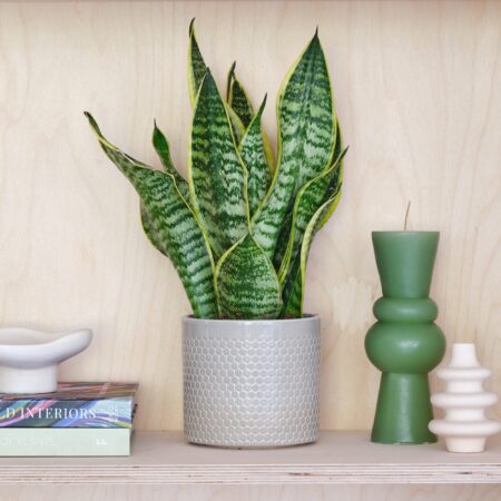 Snake House Plant in Capri Pot Ceramic Light Green