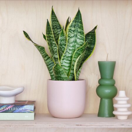 Snake House Plant in Earthenware Pot Earthenware Pink