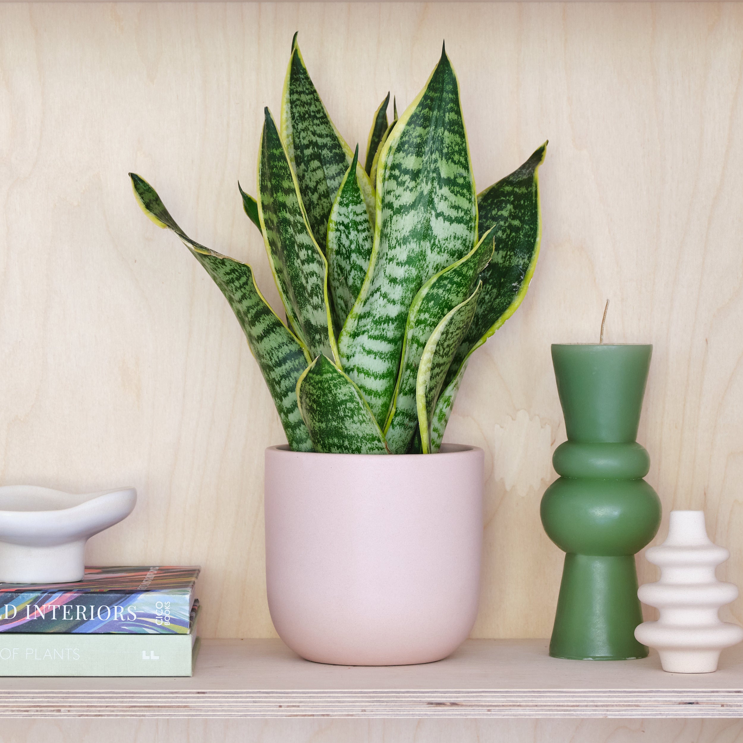 Snake House Plant in Earthenware Pot Earthenware Pink