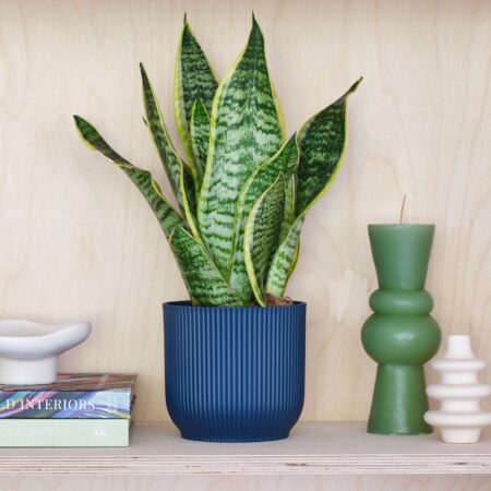 Snake House Plant in Elho Pot Plastic Navy