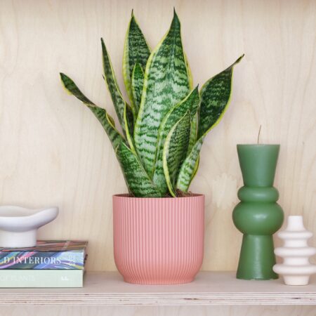 Snake House Plant in Elho Pot Plastic Pink