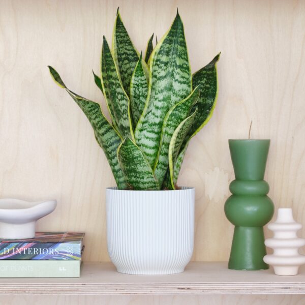 Snake House Plant in Elho Pot Plastic White