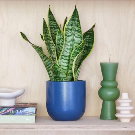 Snake House Plant in Pot Earthenware Blue