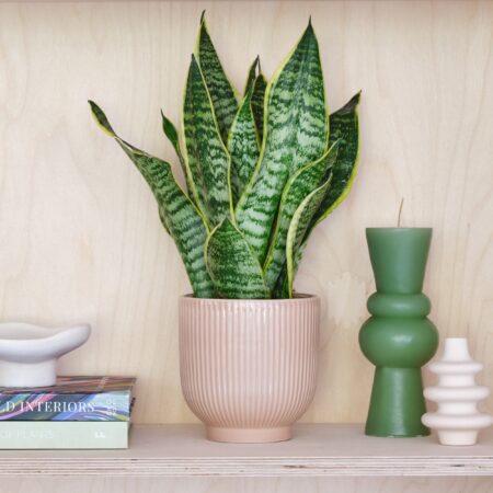 Snake House Plant in Ribbed Pot Ceramic Pink