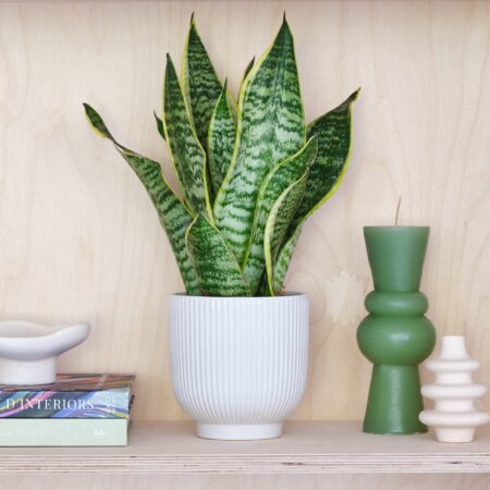 Snake House Plant in Ribbed Pot Ceramic White