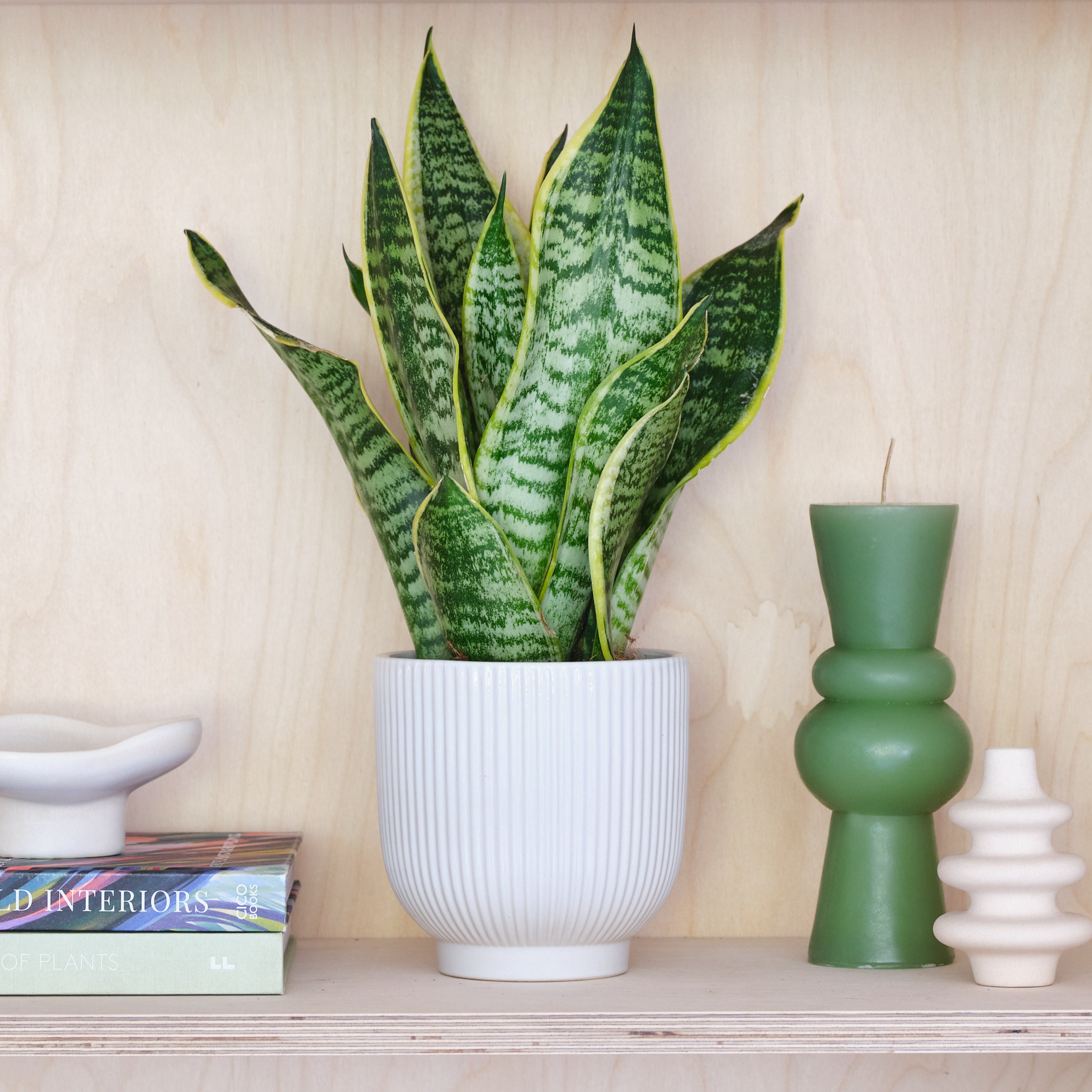 Snake House Plant in Ribbed Pot Ceramic White Snake House Plant in Ribbed Pot Ceramic White