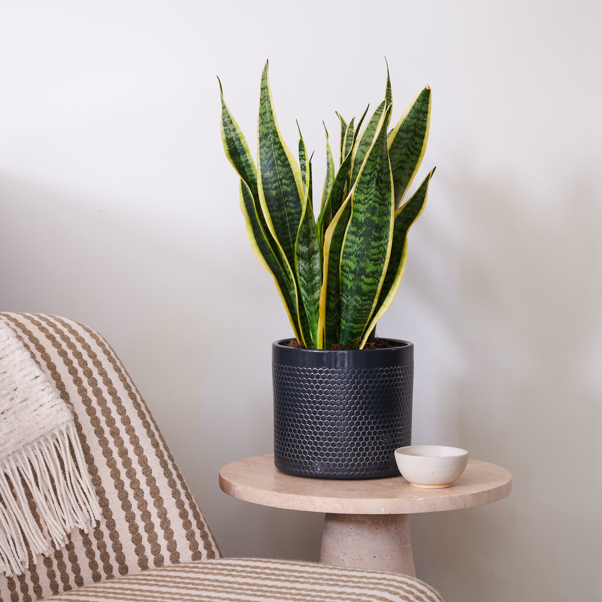 Snake Plant House in Capri Pot Ceramic Black Snake Plant House in Capri Pot Ceramic Black