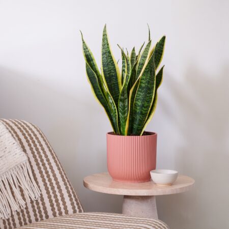 Snake Plant House in Vibes Pot Plastic Pink