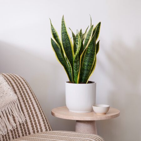 Snake Plant House in Vibes Pot Plastic White