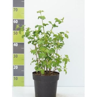 Snebolle Potte 4,0 liter,- 50-60 cm.