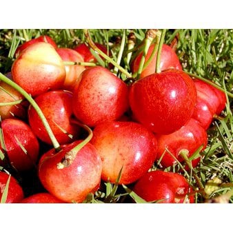 Sød Kirsebær 'Büttners Rote' kræver bestøver Havefrugttræ Potte 7,5 liter 150-175 cm