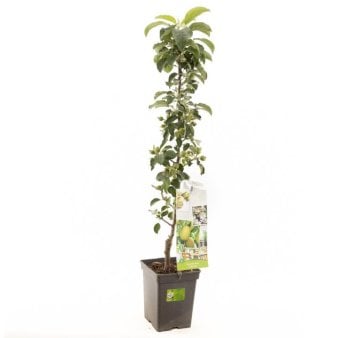 Søjleæble 'Greencats' 3,5 liter potte