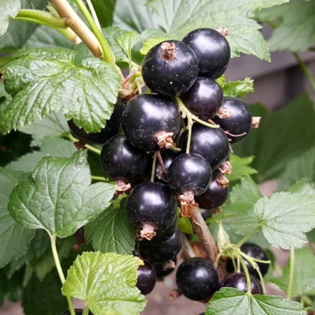 Solbær, Ribes nig. 'Ben Alder', 5 liter potte
