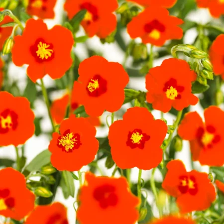 Soløje, Helianthemum 'Ben Heckla', 11 cm potte