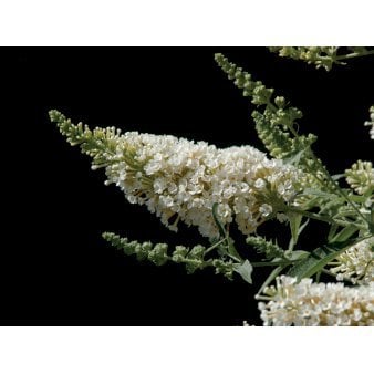 Sommerfuglebusk Buzz 'Ivory' 3,0 liter potte