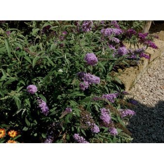 Sommerfuglebusk Buzz 'Sky Blue' 3,0 liter potte