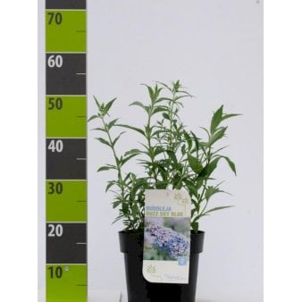 Sommerfuglebusk Buzz 'Sky Blue' 4,5 liter potte