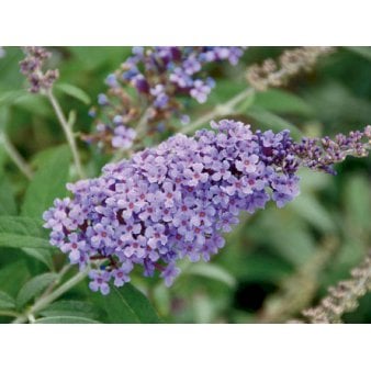 Sommerfuglebusk Buzz 'Violet' 3,0 liter potte
