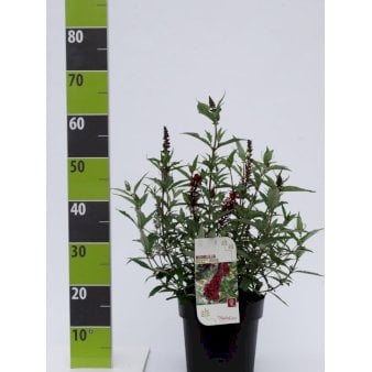 Sommerfuglebusk Buzz 'Wine' 4,5 liter potte