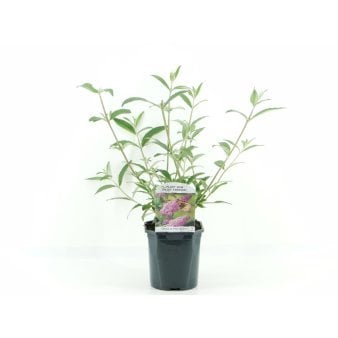 Sommerfuglebusk 'Pink Delight' 2 Liter potte