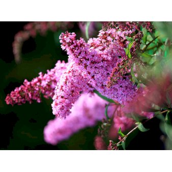Sommerfuglebusk 'Pink Delight' Potte 2,0 liter,- 30-40 cm.