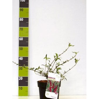 Sommerfuglebusk 'Royal Red' Potte 4,0 liter,- 40-50 cm.