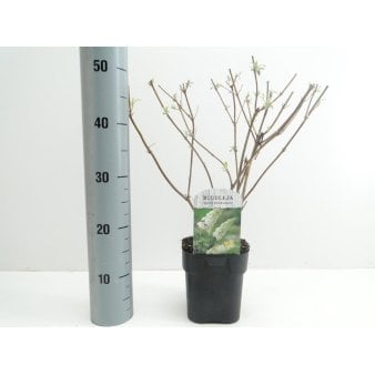 Sommerfuglebusk 'White Profusion' Potte 2,0 liter,- 30-40 cm.