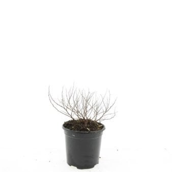 Spiraea japonica 'Golden Princess' 1,5 liter potte