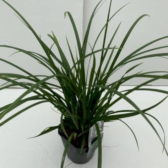 Star 'Irish Green' Potte 2 liter.