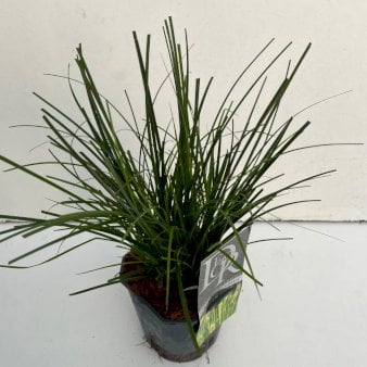 Star 'Magic Green' Potte 2 liter.