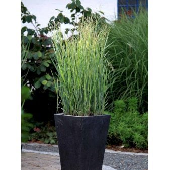 Staudehirse 1 liter potte