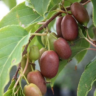 Stikkelsbærkiwi 'Red Jumbo' Potte 2,0 liter,- Opbundet