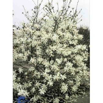 Stjernemagnolie 'Royal Star' 5 Liter potte