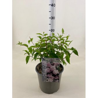Stjernetop 'Mont Rose' Potte 3,0 liter,- 25-30 cm.