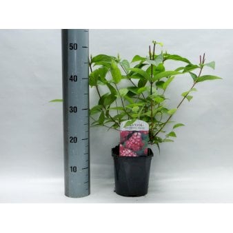 Stjernetop 'Strawberry Fields' Potte 2,0 liter,- 40-60 cm.