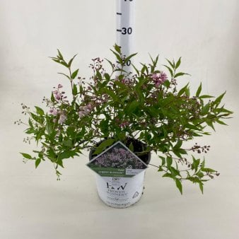 Stjernetop 'Yuki Cherry Blossom'® PW Potte 3,0 liter,- 30-40 cm.