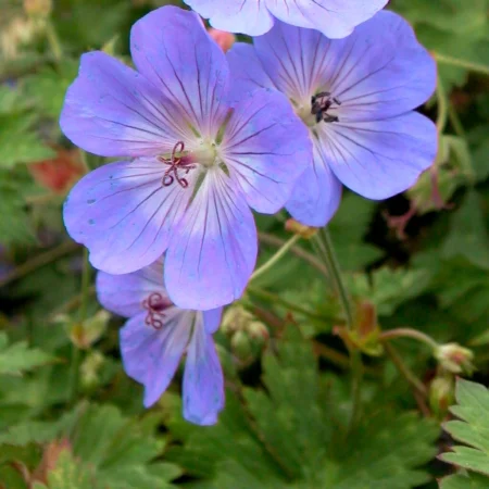 Storkenæb, Geranium 'Rozanne', 3 liter potte