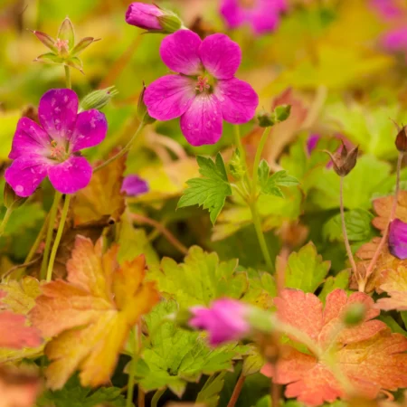 Storkenæb, Geranium 'Russell Prichard', 11 cm potte