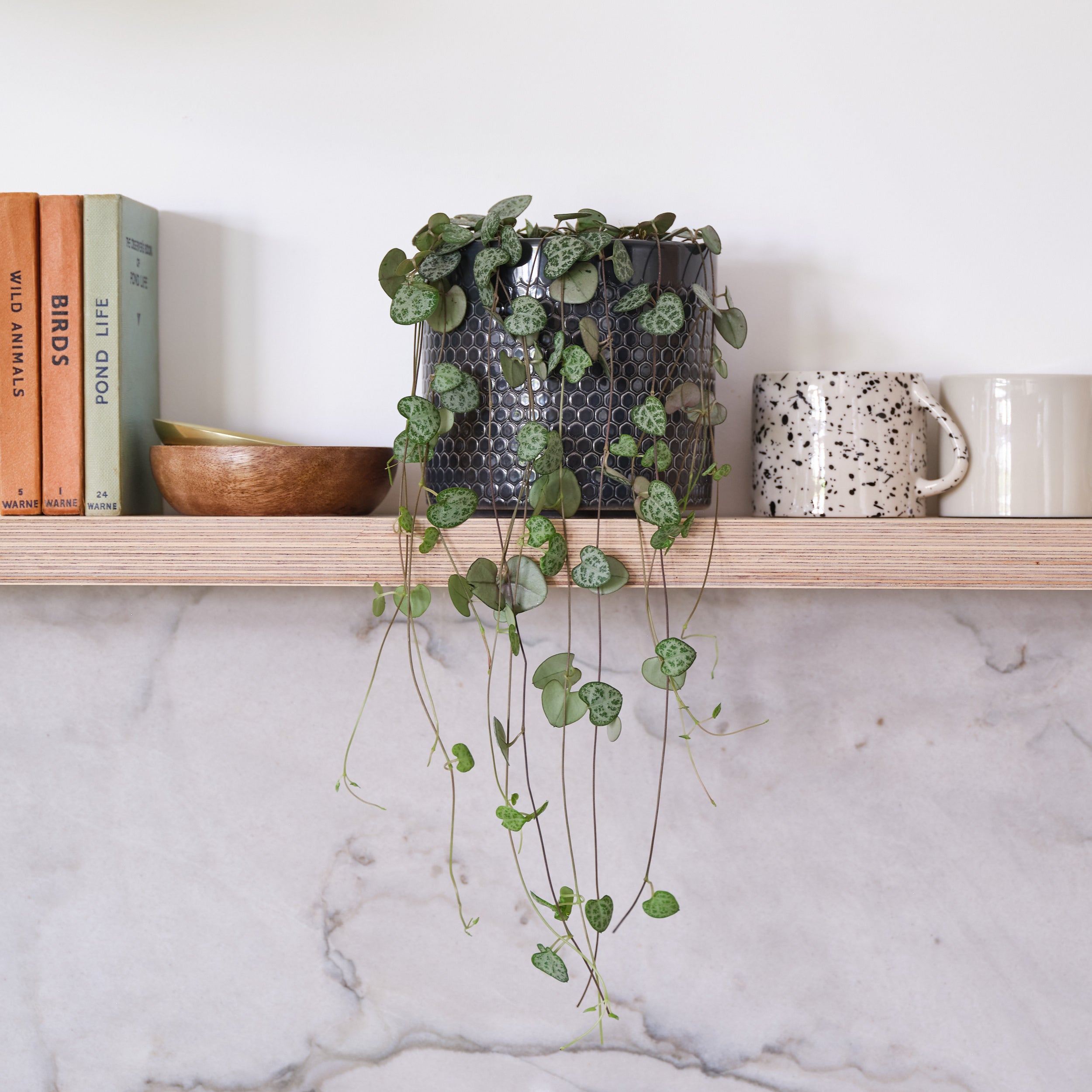 String Of Hearts House Plant in Capri Pot Ceramic Black