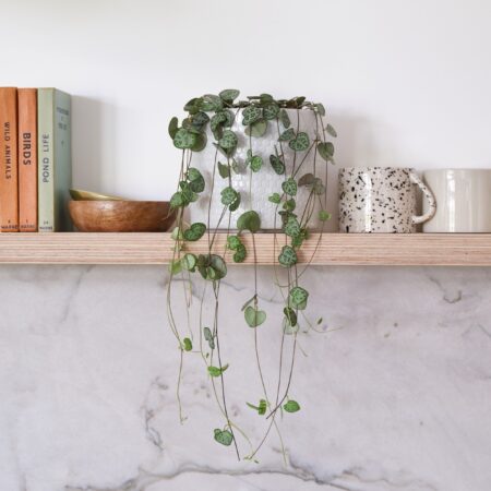 String Of Hearts House Plant in Capri Pot Ceramic Light Grey