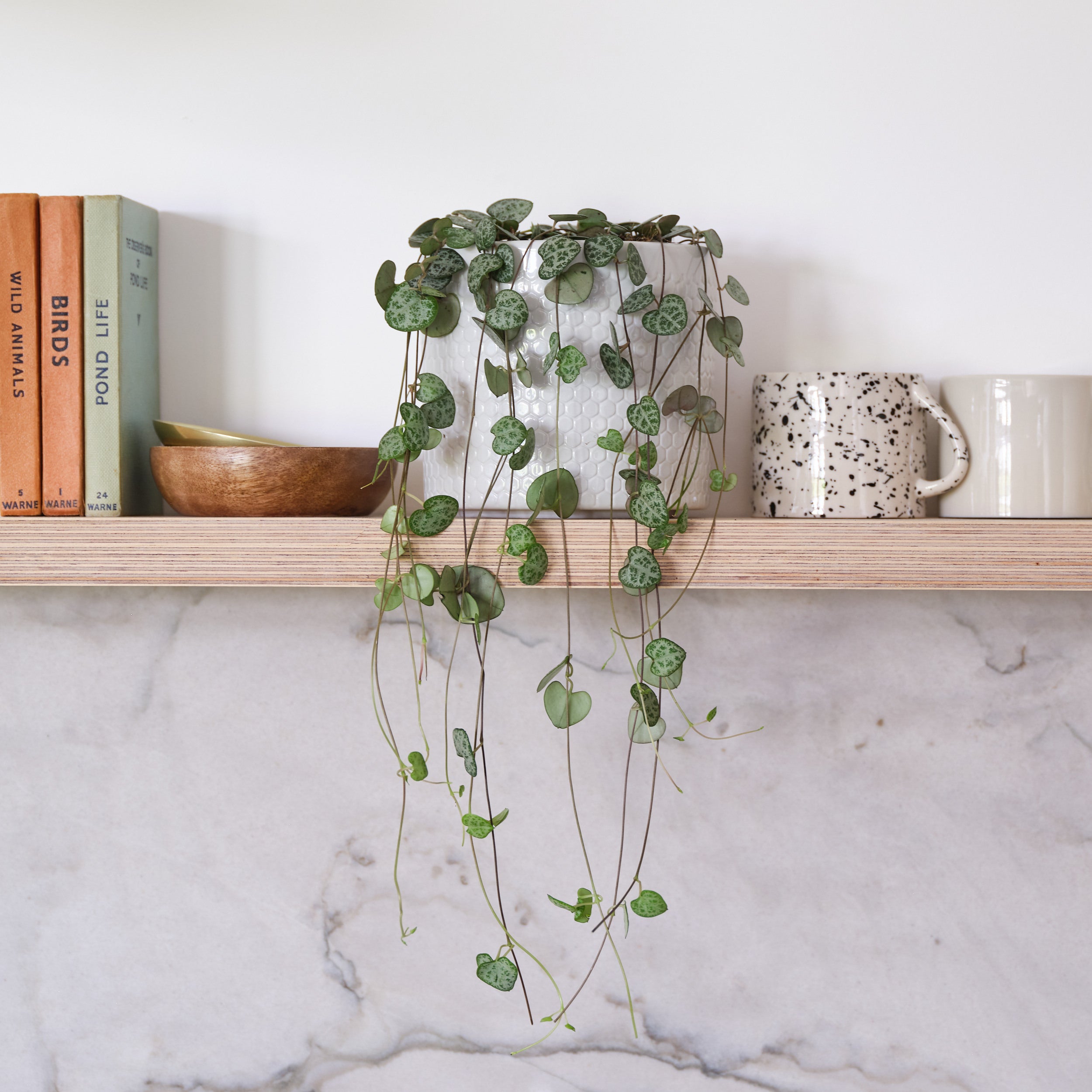String Of Hearts House Plant in Capri Pot Ceramic Light Grey String Of Hearts House Plant in Capri Pot Ceramic Light Grey