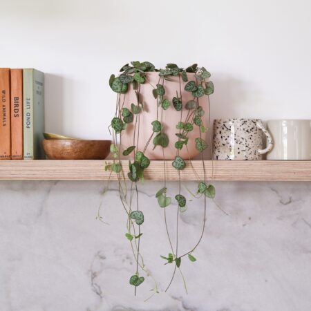 String Of Hearts House Plant in Earthenware Pot Earthenware Pink